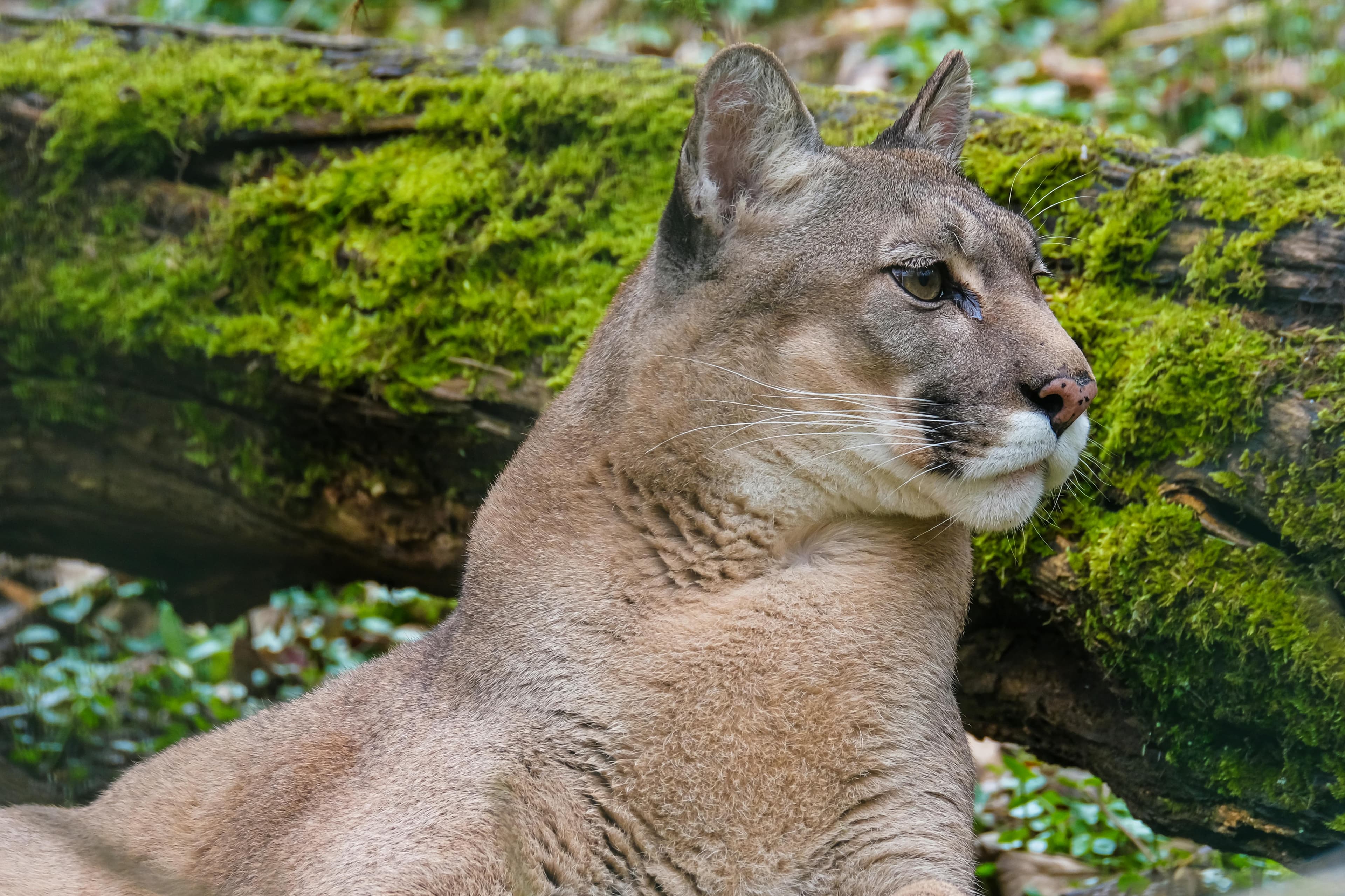 Puma en la Patagonia