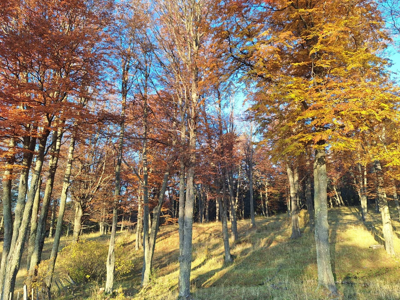 Bosque de Lenga en otoño